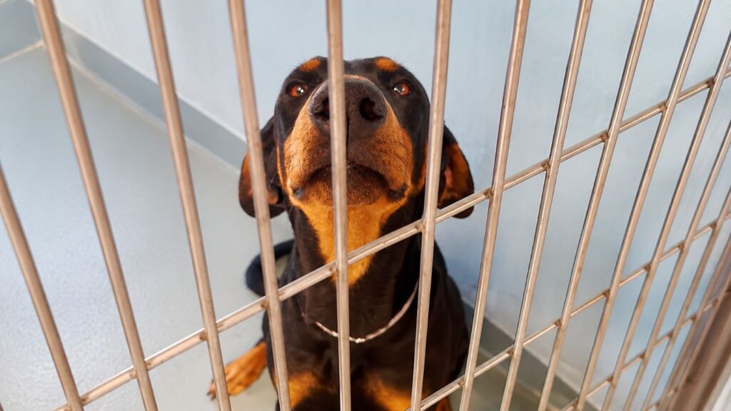 Cachorra resgatada encontra o lar perfeito e ganha uma família inteira de cães que se parecem com ela