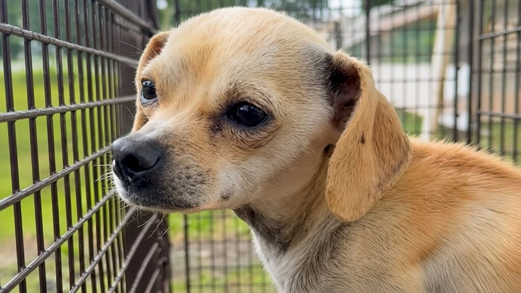 Resgatistas passam três dias tentando salvar cachorro aterrorizado que foge toda vez que alguém se aproxima