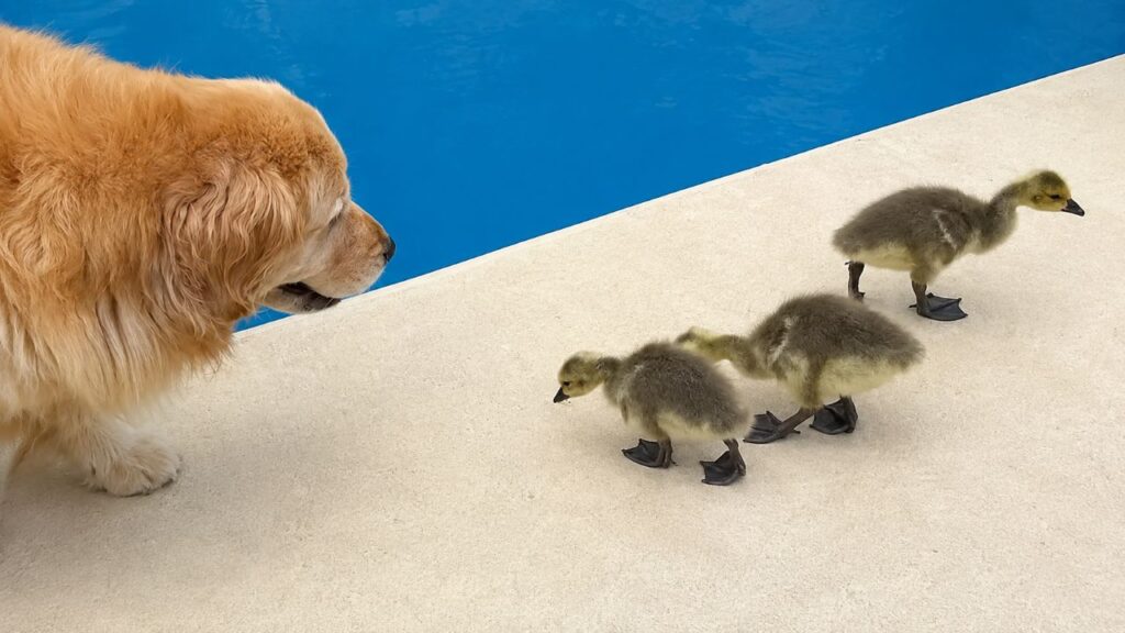 Golden Retriever acolhe 3 gansinhos órfãos e acaba ensinando os filhotes a voar sem querer