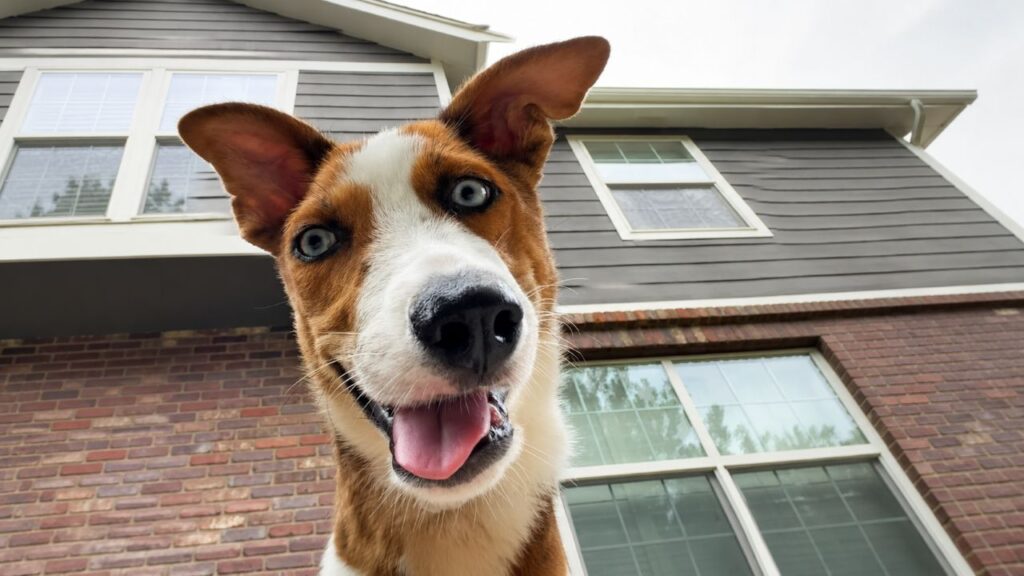 Cachorrinho com deformidade no rosto procura um lar onde possa finalmente receber todo o amor que merece