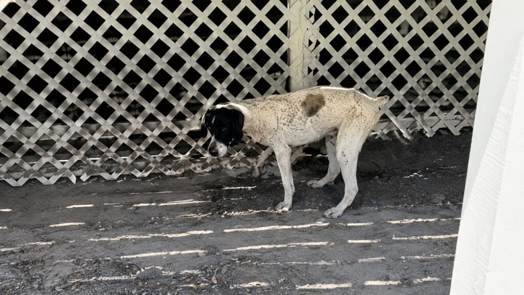 Cachorrinho de três patas cava seu primeiro buraco e reação cheia de orgulho conquista a internet