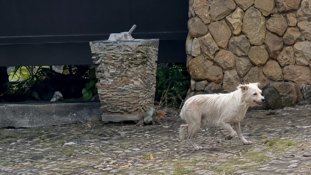 Resgatador passa uma semana até conquistar a confiança de cão abandonado