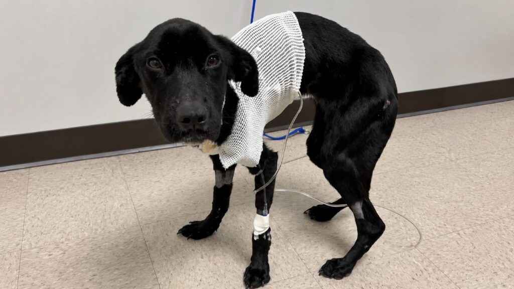 Cão de apenas 5,4 kg é resgatado em situação difícil e ganha a segunda chance que merecia