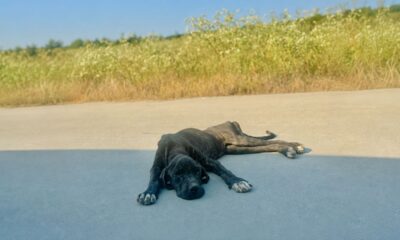 Cão encontrado fraco demais para andar ainda encontra forças para abanar o rabo ao perceber que finalmente estava sendo resgatado