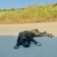 Cão encontrado fraco demais para andar ainda encontra forças para abanar o rabo ao perceber que finalmente estava sendo resgatado