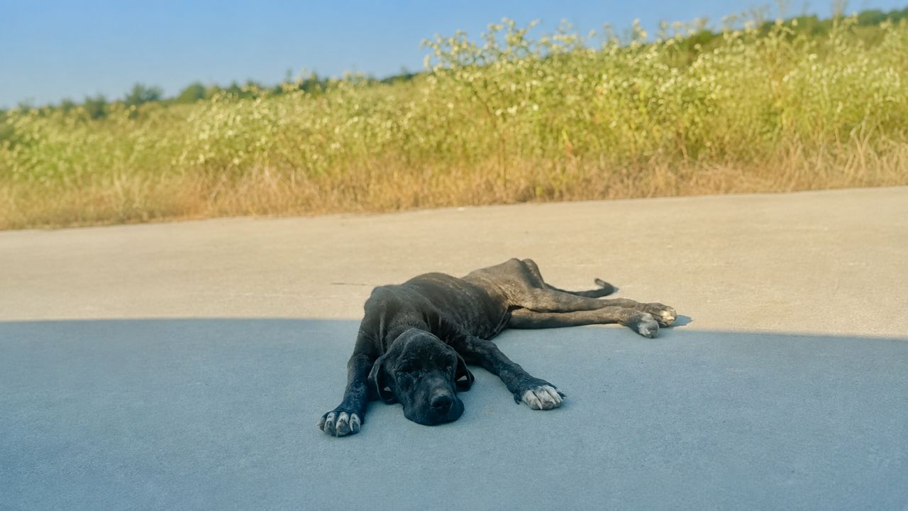 Cão encontrado fraco demais para andar ainda encontra forças para abanar o rabo ao perceber que finalmente estava sendo resgatado