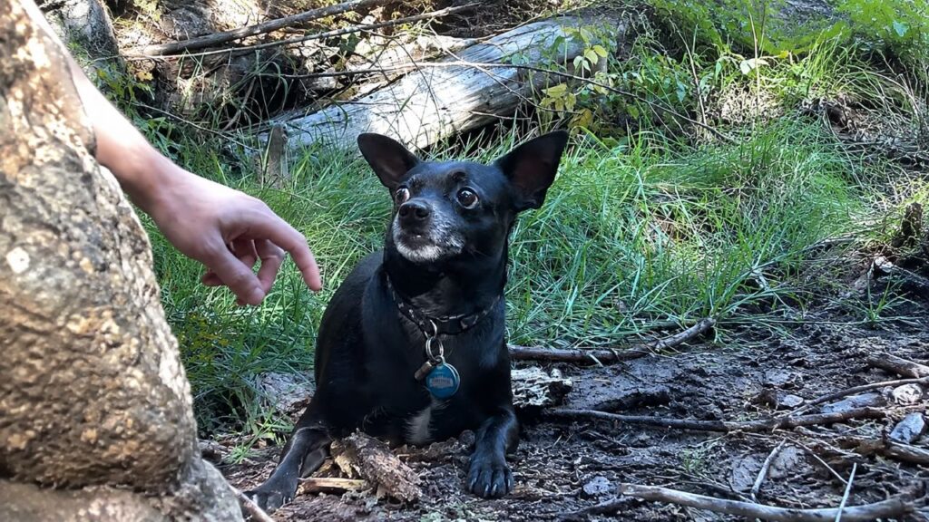 Chihuahua perdido não deixava ninguém se aproximar até que um homem teve uma ideia simples que mudou tudo