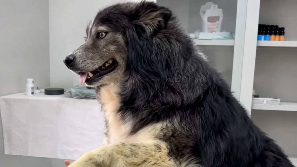 Cão coberto de sarna é resgatado das ruas e, após se recuperar, surpreende ao revelar uma aparência que ninguém esperava