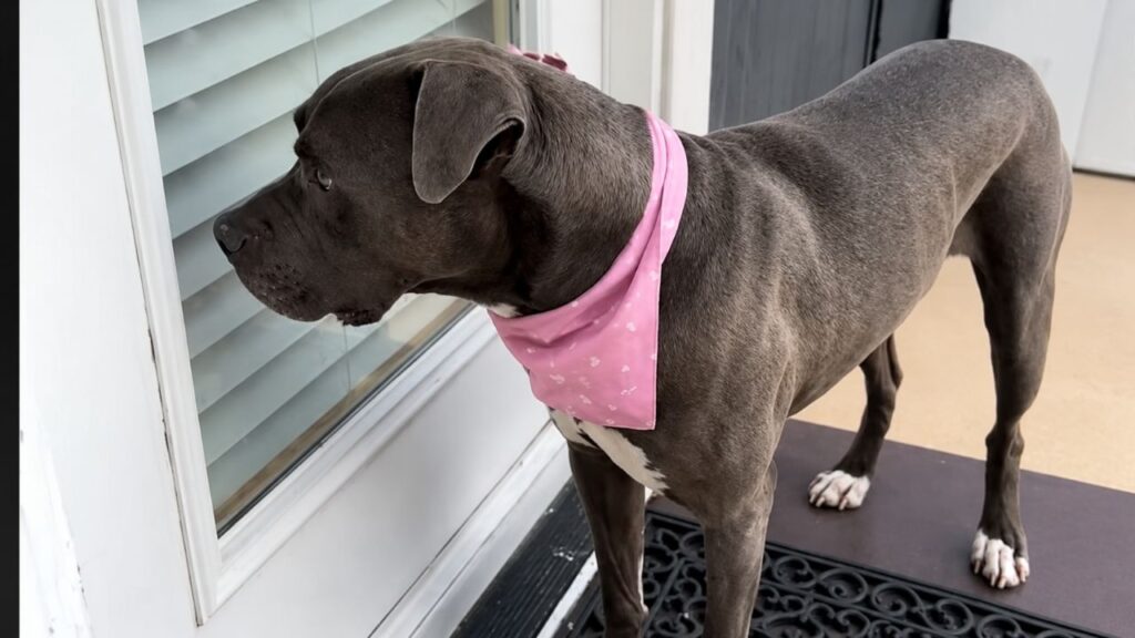 Pit bull de abrigo procura todos os dias uma porta para entrar e finalmente chamar de lar