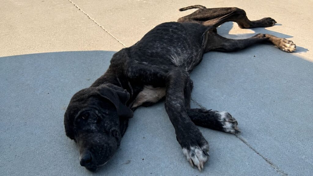 Cão encontrado fraco demais para andar ainda encontra forças para abanar o rabo ao perceber que finalmente estava sendo resgatado