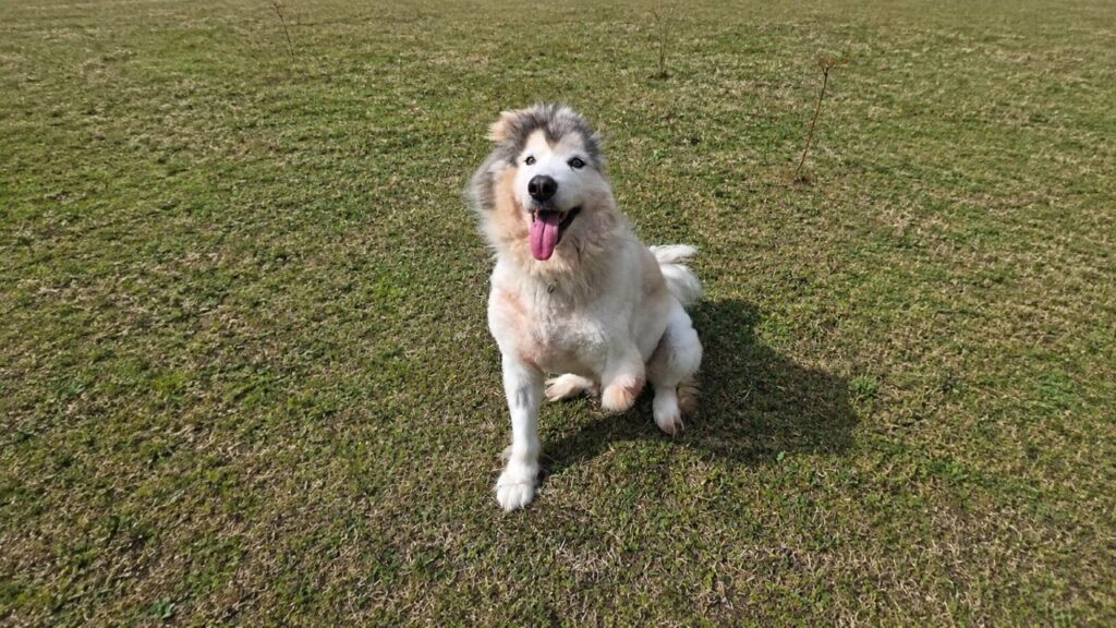 Husky dócil resgatada do comércio de carne descobre uma nova vida e parece não perceber que é diferente
