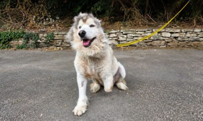 Husky dócil resgatada do comércio de carne descobre uma nova vida e parece não perceber que é diferente