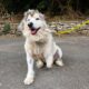 Husky dócil resgatada do comércio de carne descobre uma nova vida e parece não perceber que é diferente