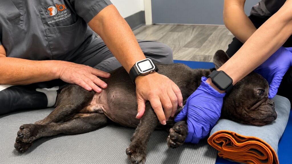 Buldogue francês não conseguia andar até descobrir algo que despertou sua vontade de correr novamente