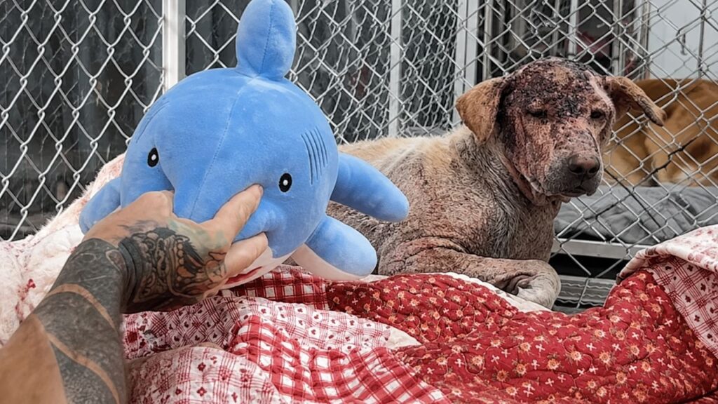 Cão tinha tanto medo de ser tocado que não deixava ninguém se aproximar até um tubarão de pelúcia ajudá-lo a confiar novamente