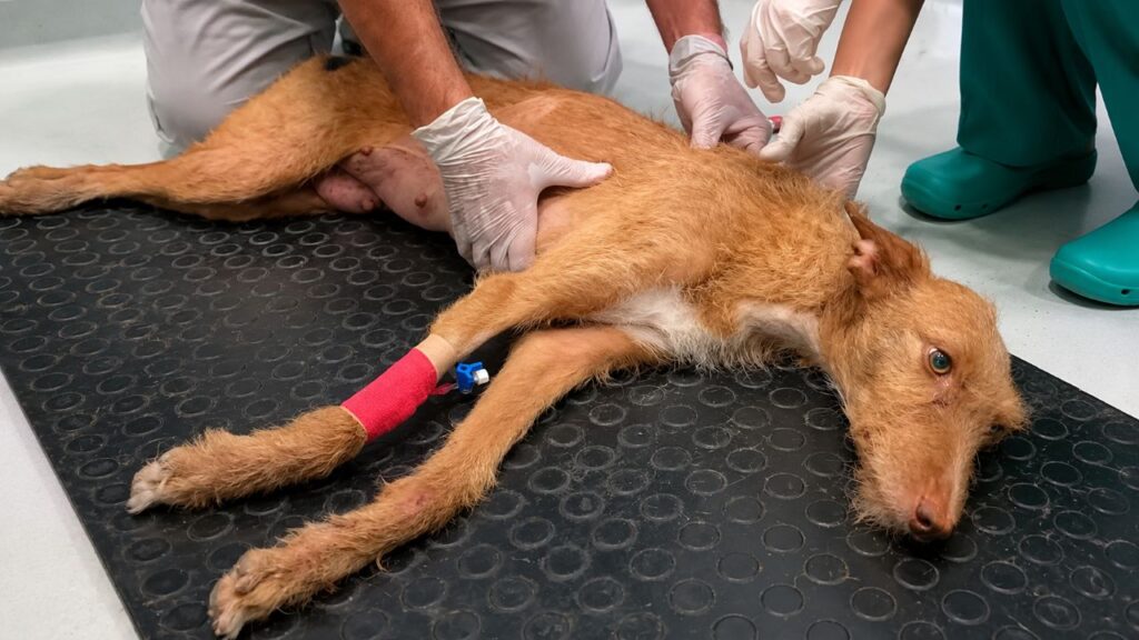 Cachorra paralisada desafia o próprio destino, volta a se movimentar e surpreende ao conseguir correr novamente