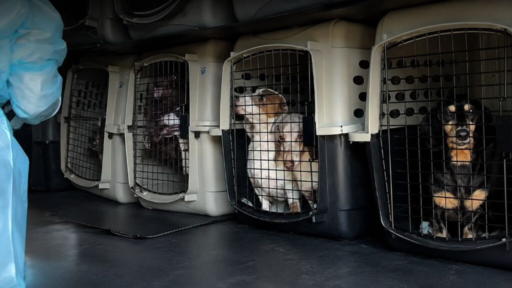 Mulher transforma a vida de mais de 40 dachshunds idosos após criador desistir dos cães e ajuda todos a encontrarem novos lares