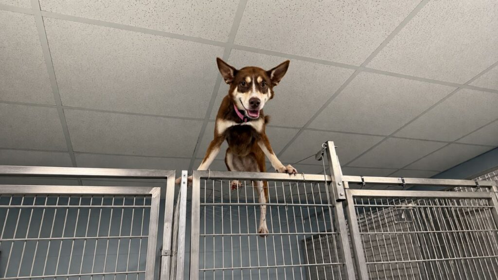 Funcionária de abrigo encontra cadela no telhado da própria casinha e descobre que ela é uma verdadeira “Houdini” das fugas