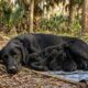 Labrador preta magra deitada entre palmeiras com 11 filhotes recém-nascidos junto ao corpo