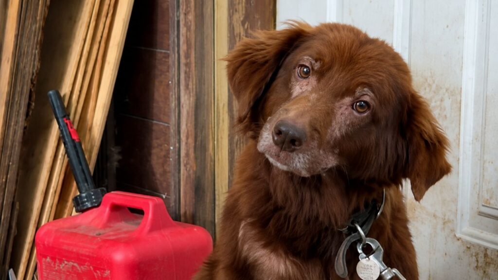 Cadela passou a vida inteira acorrentada, mas surpreendeu os socorristas ao continuar buscando carinho e confiança nas pessoas