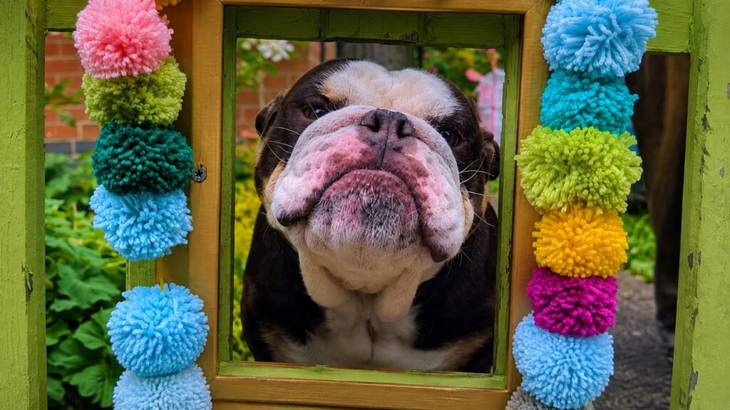 Bulldog ganha uma “janela de olá” só para ela e encanta todos que passam em frente de casa