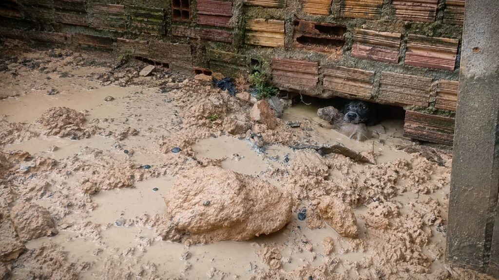 Cadela enfrenta prédio inundado e rasteja por espaço apertado para salvar seus 7 filhotes presos