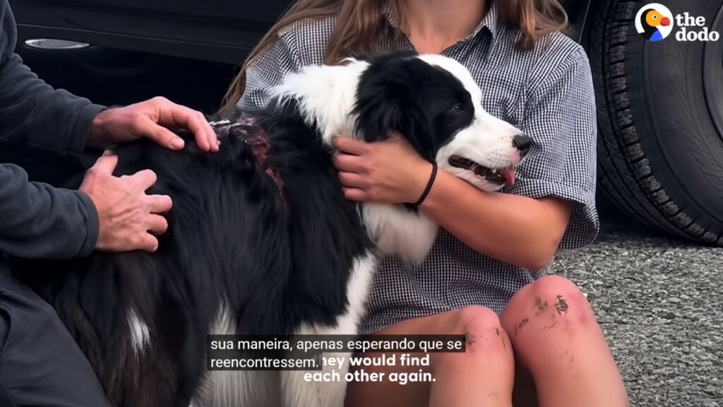 Cadela border collie perdida após acidente em cachoeira é resgatada e finalmente reencontra sua tutora
