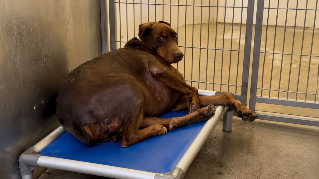 Doberman de 44 kg ganha uma segunda chance de viver e emociona com sua transformação