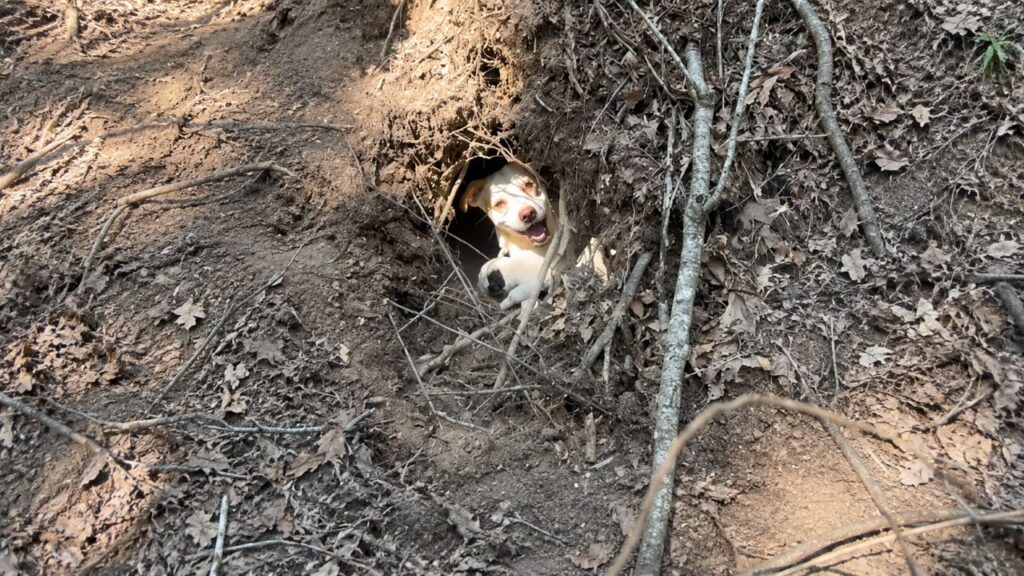Cachorra sorridente aparece dentro de árvore caída e surpreende ao revelar que escondia uma ninhada inteira de filhotes