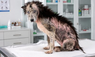 Cão coberto de sarna é resgatado das ruas e, após se recuperar, surpreende ao revelar uma aparência que ninguém esperava