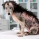 Cão coberto de sarna é resgatado das ruas e, após se recuperar, surpreende ao revelar uma aparência que ninguém esperava