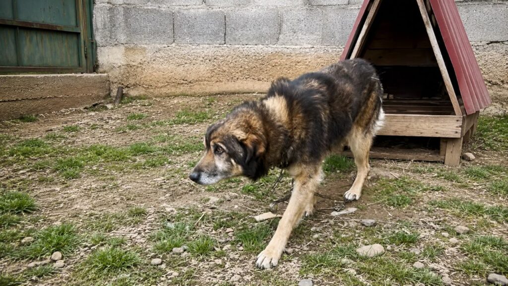 Mulher resgata cachorro idoso que vivia acorrentado e transforma a história dele em uma missão que acaba salvando centenas de outros animais