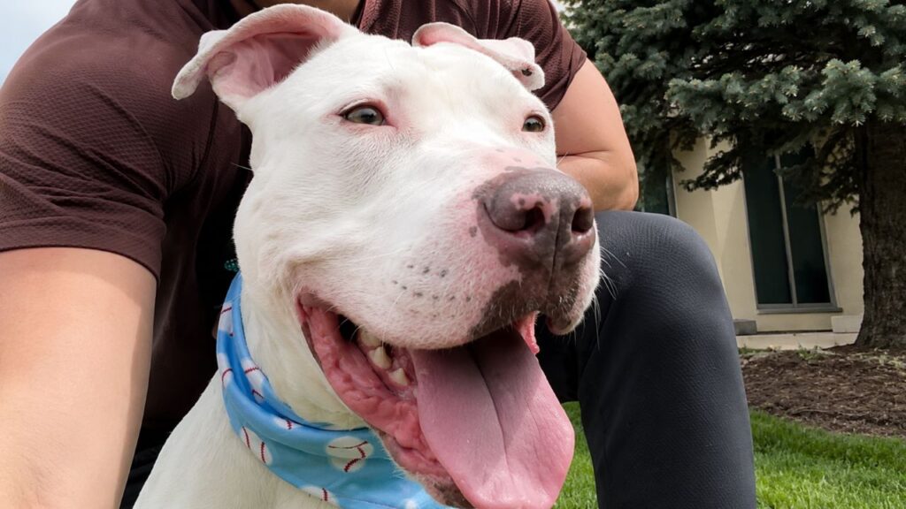 Ninguém queria adotar este pitbull surdo até que um homem decidiu fazer de tudo para mudar seu destino