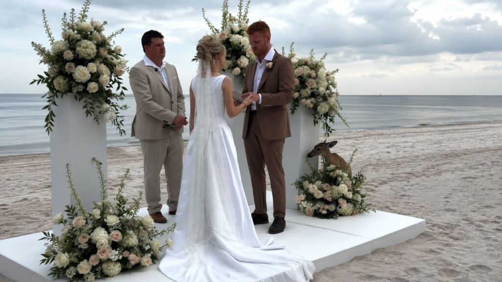 Casamento romântico na praia é interrompido por cervo faminto e cena inesperada surpreende os convidados