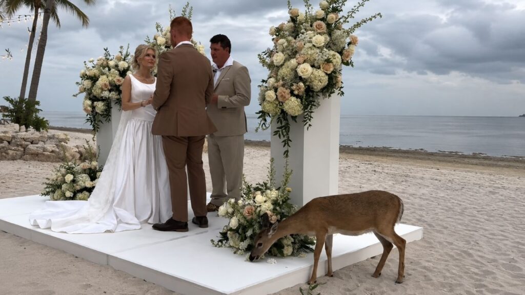 Casamento romântico na praia é interrompido por cervo faminto e cena inesperada surpreende os convidados