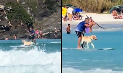 Homem e cão Labrador surfam em prancha, em duas cenas divididas de praia