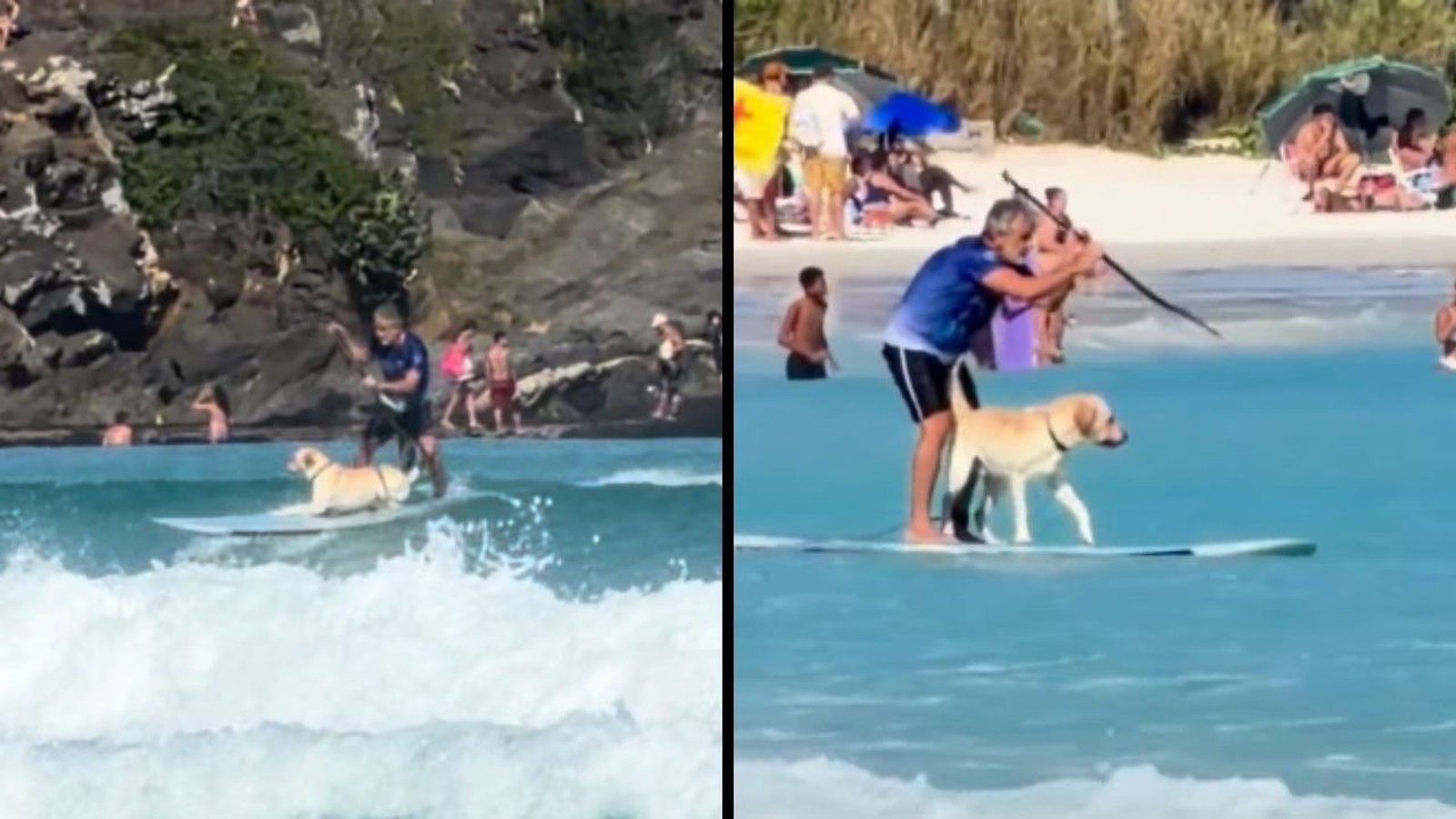 Homem e cão Labrador surfam em prancha, em duas cenas divididas de praia