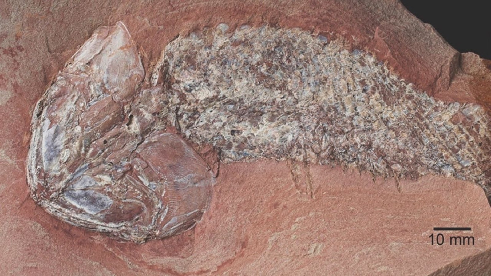 Fóssil de peixe completo em rocha avermelhada com detalhe da cabeça e cauda, escala 10 mm