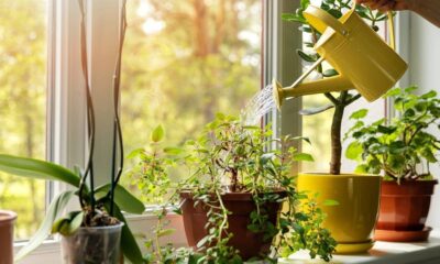 Pessoa rega planta em vaso no parapeito da janela com regador amarelo sob luz solar