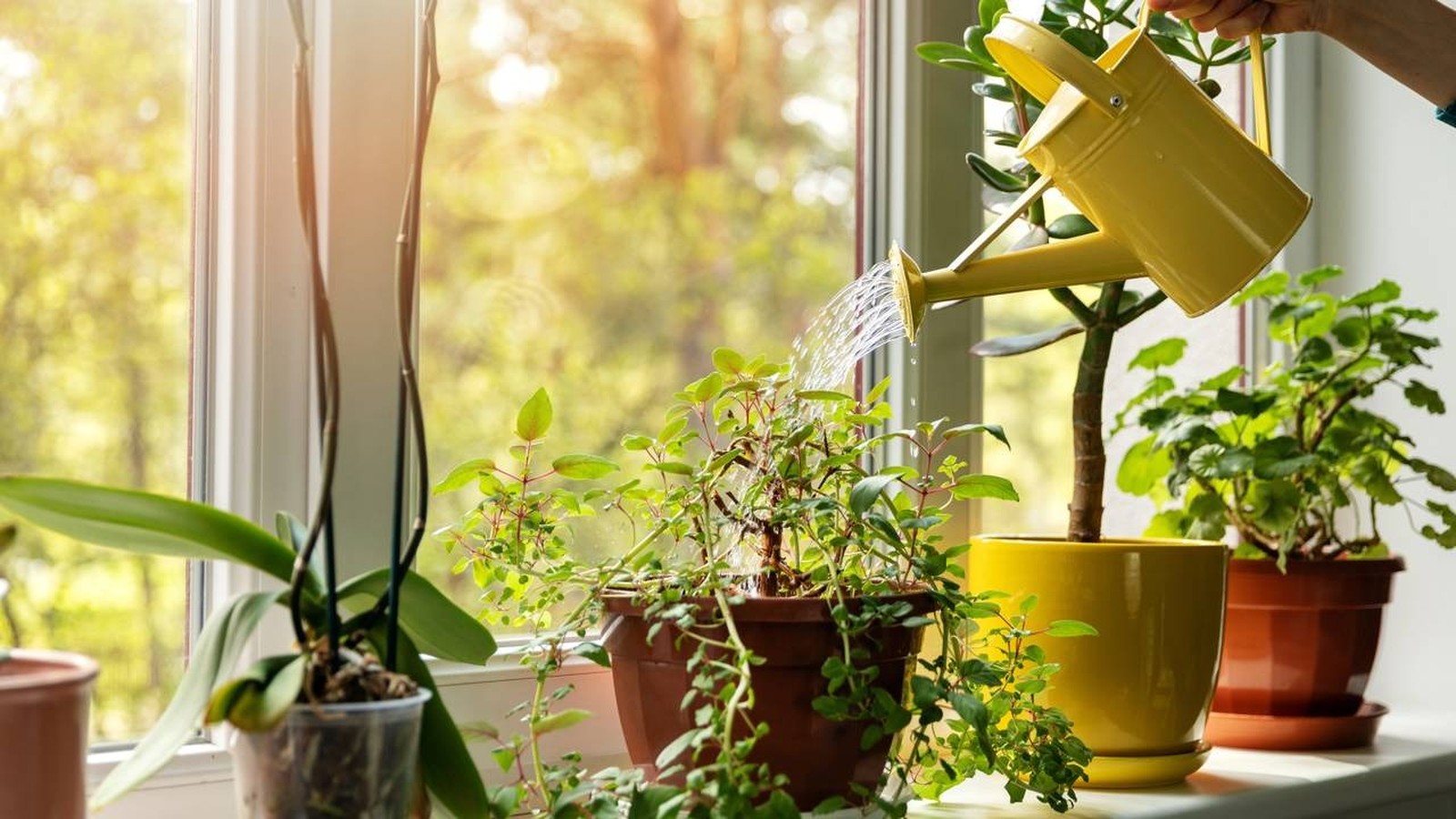 Pessoa rega planta em vaso no parapeito da janela com regador amarelo sob luz solar
