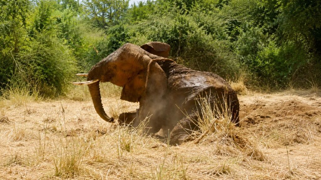 Moradores veem movimento estranho em lamaçal e descobrem animal de 3.600 quilos preso