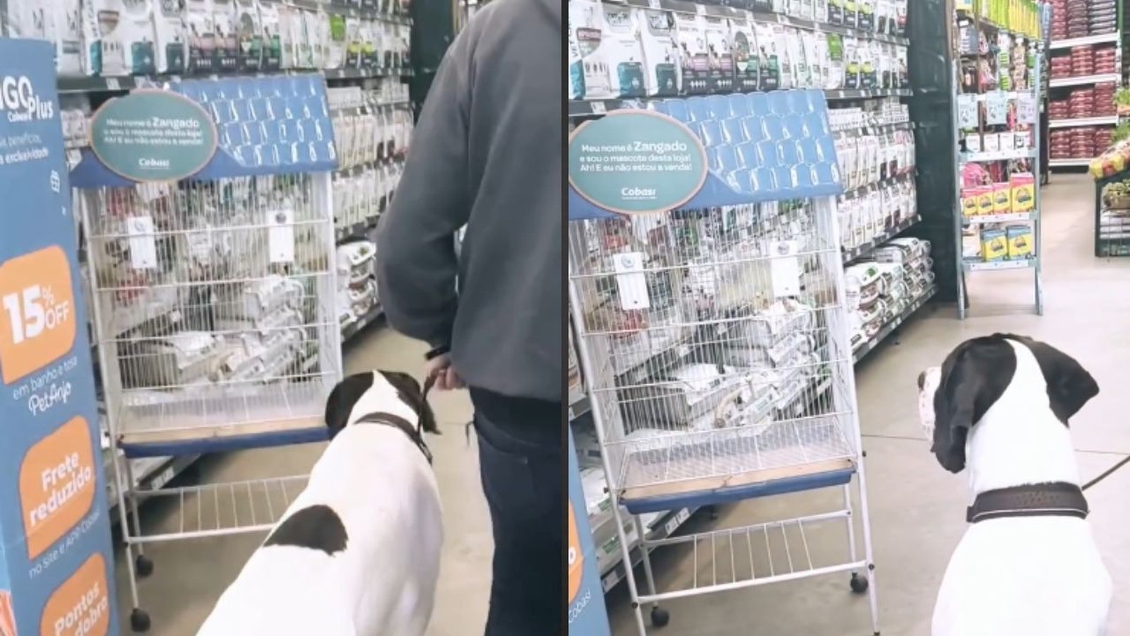 Dogue alemão preto e branco observa gaiola em pet shop com placa "Zangado é o mascote"