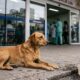 Cachorro vira-lata marrom deitado em frente à entrada de um hospital com ração e água
