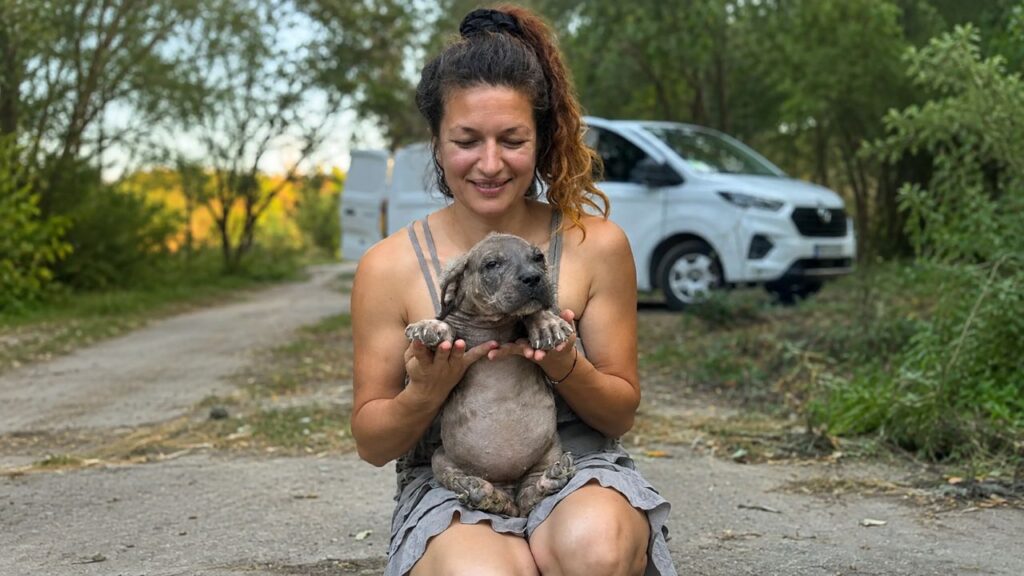 Filhote negligenciado com aparência de leão é resgatado e se transforma em um verdadeiro ‘ursinho de pelúcia’ após receber carinho