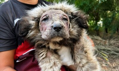 Filhote negligenciado com aparência de leão é resgatado e se transforma em um verdadeiro ‘ursinho de pelúcia’ após receber carinho