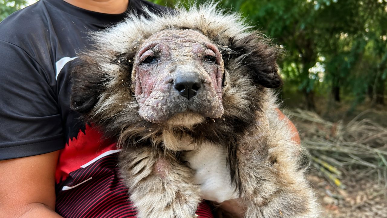 Filhote negligenciado com aparência de leão é resgatado e se transforma em um verdadeiro ‘ursinho de pelúcia’ após receber carinho