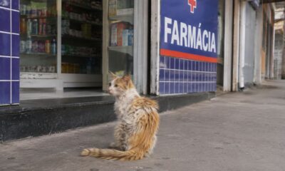 Gata de rua com pelos completamente emaranhados visita farmácia todos os dias até finalmente encontrar ajuda
