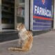 Gata de rua com pelos completamente emaranhados visita farmácia todos os dias até finalmente encontrar ajuda