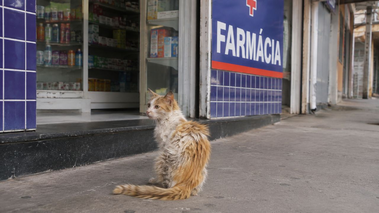 Gata de rua com pelos completamente emaranhados visita farmácia todos os dias até finalmente encontrar ajuda