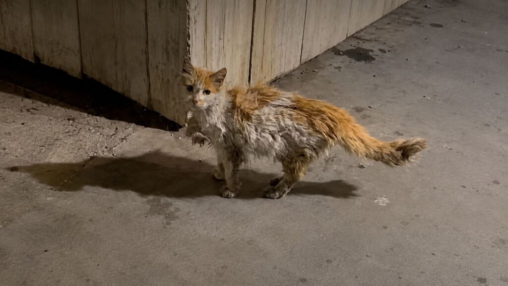 Gata de rua com pelos completamente emaranhados visita farmácia todos os dias até finalmente encontrar ajuda